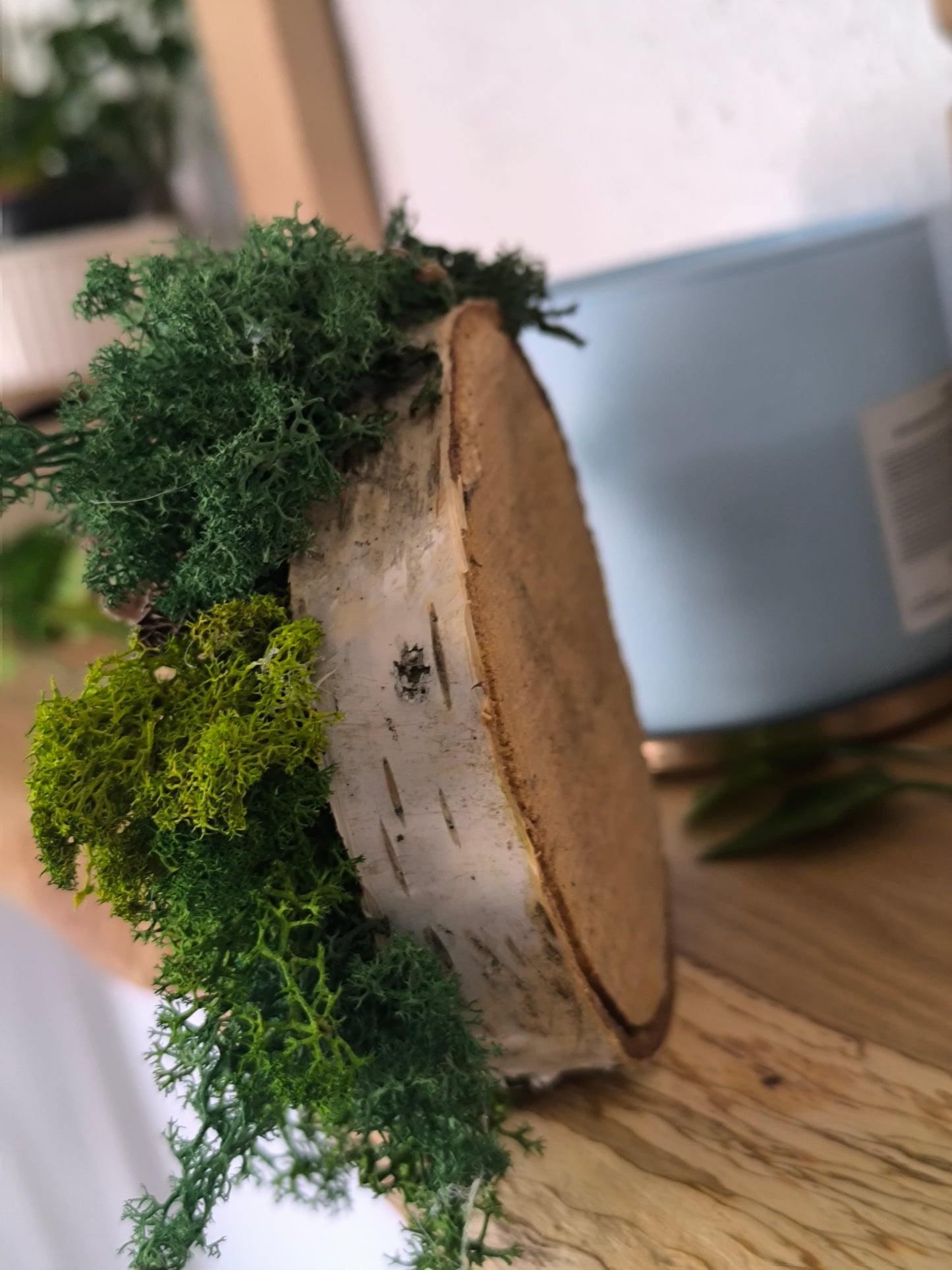 Mini tablou cu licheni naturali – decor din lemn 11 cm