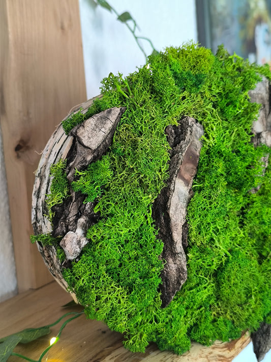 Tablou/ Decoratiune cu licheni naturali – decor din lemn 18-21 cm