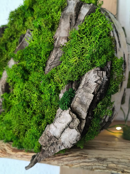 Tablou/ Decoratiune cu licheni naturali – decor din lemn 18-21 cm
