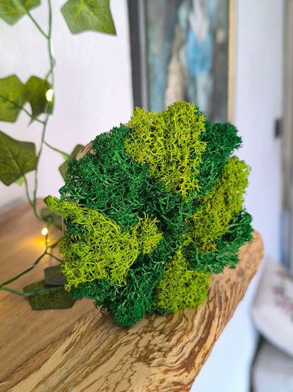 Mini tablou cu licheni naturali – decor din lemn 9 cm