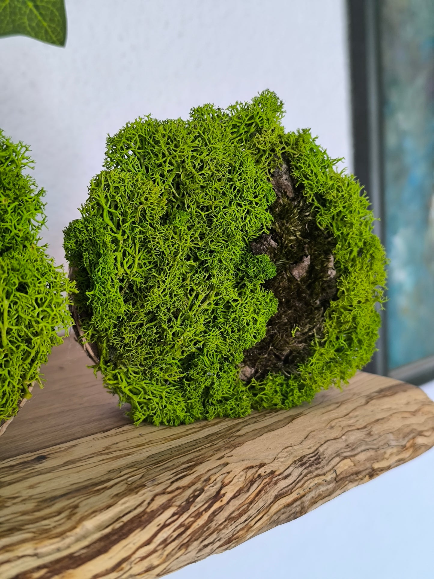 Set 2 Mini tablouri cu licheni naturali – decor din lemn 9 cm