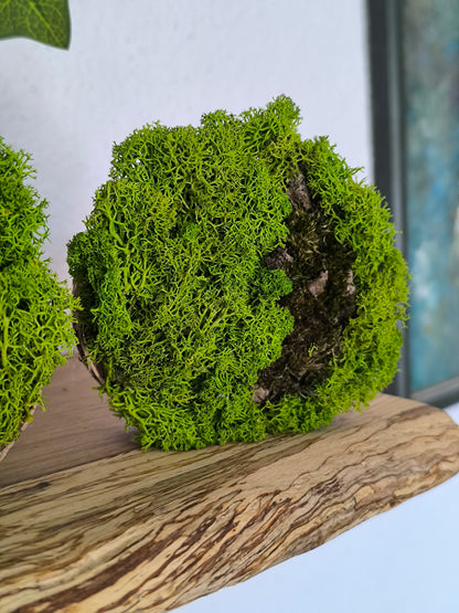 Set 2 Mini tablouri cu licheni naturali – decor din lemn 9 cm