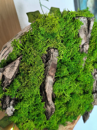 Tablou/ Decoratiune cu licheni naturali – decor din lemn 18-21 cm